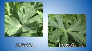 【北海道】「トリカブト」をニリンソウと誤食し食中毒で男性1人死亡…室蘭保健所管内で1家族2人が被害