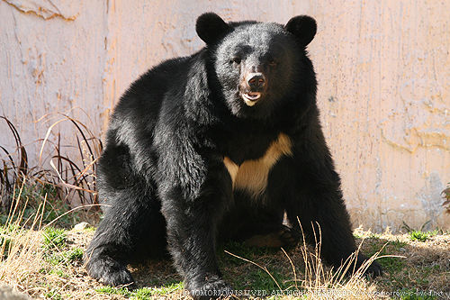日高山脈 福岡大ワンゲル部ヒグマ襲撃事件って知ってるか 登山ちゃんねる 日高山脈 福岡大ワンゲル部ヒグマ襲撃事件って知ってるか 登山ちゃんねる