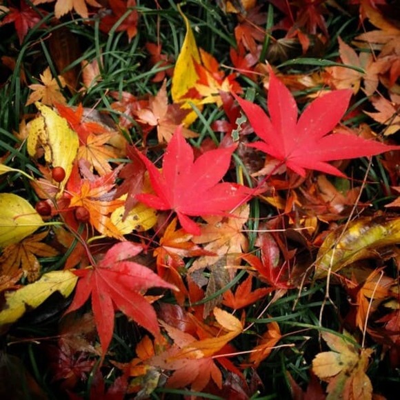 【画像】いい天気だからお寺さん行って紅葉みてきた
