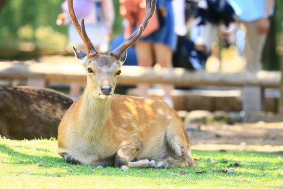 高須院長、青汁王子、安斉星来…　奈良公園の鹿を蹴る観光客に憤り「現行犯」「同じ人間とは思えない」「日本に来る資格ない」