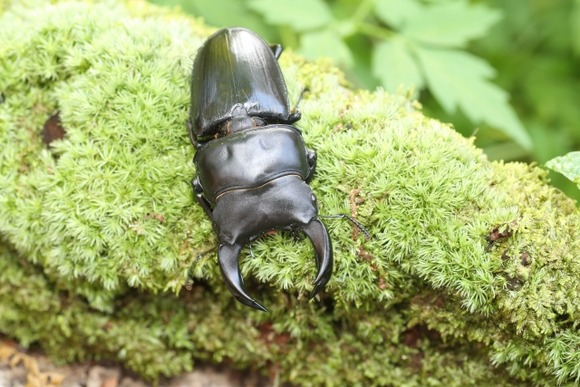 【画像】クワガタ見つけたぞ