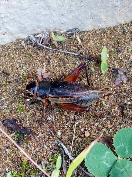 【画像】いま話題のコオロギを食らう????????????