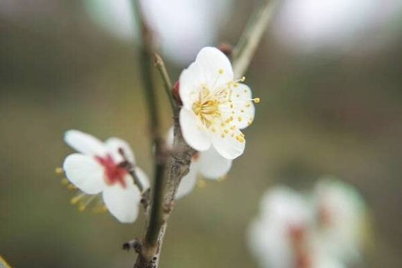 【画像】いい天気だから公園行ったった！蝋梅が良い香りしてた