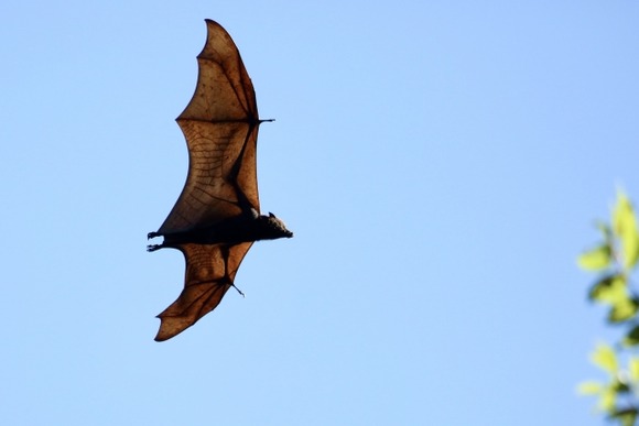 俺の部屋にコウモリ湧いててワロタ