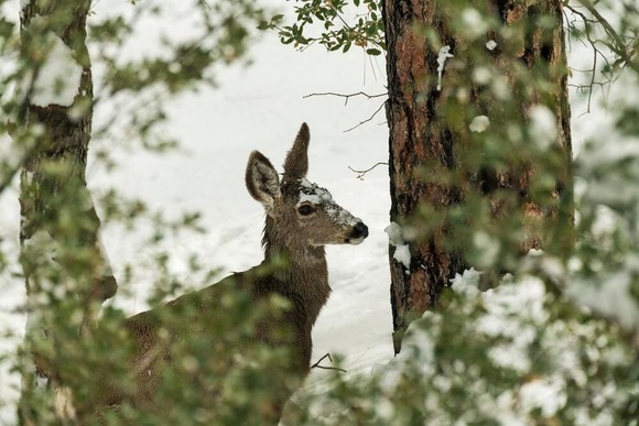 deer (1)