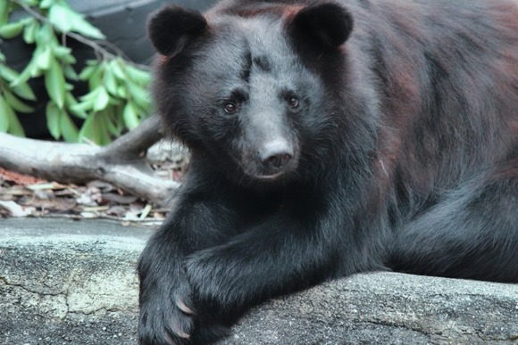 秋田県への抗議電話「クマを殺すなら、お前も死んでしまえ」