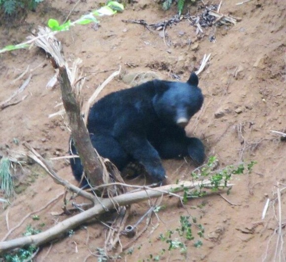 【岡山】ツキノワグマ出没増も狩猟自粛を要請！生態系バランスに配慮