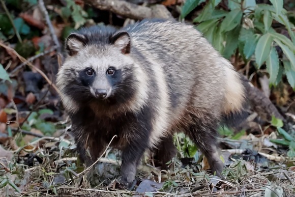 すまんけどこれタヌキ？？