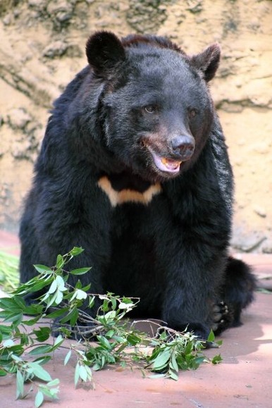 ツキノワグマなら成人男性の素手でやれるという風潮