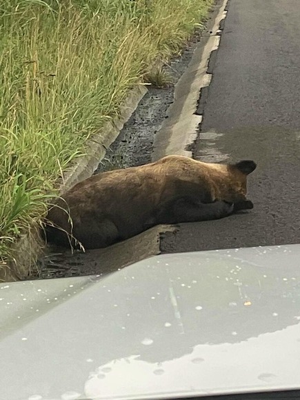 【北海道】高速道路にヒグマの死体…そばには子グマが