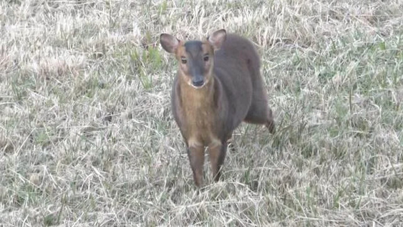 クマいない千葉県で…キョン増殖「人恐れない」　鳴き声に住民困惑　農作物被害が深刻