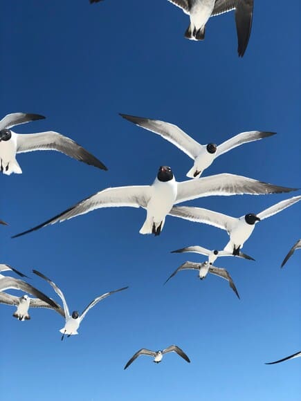 【動画】鳥さん、無限に魚を食えるｗｗｗｗｗｗｗｗｗｗ