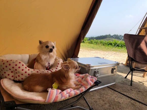 【画像】まんさん、ソロキャンプを愛犬と楽しみ定点カメラで撮影するだけで荒稼ぎｗｗｗｗｗ