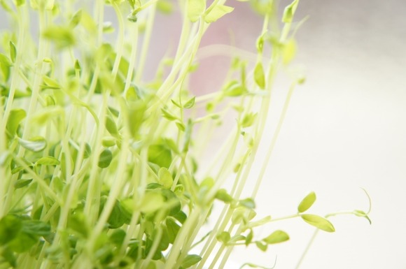 お前ら植物飼ってみ？日々の成長見て驚くぞ！