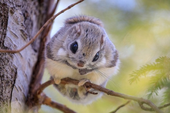 【動画】モモンガさん、キャッチされる