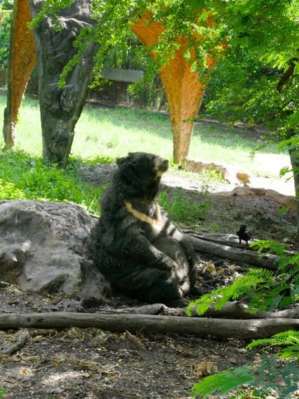 【滋賀】クマがホームセンターに…駐車場を一時閉鎖