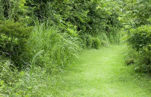 【画像】2週間前、山で背中をダニに咬まれたんやが腫れが引かないんやが