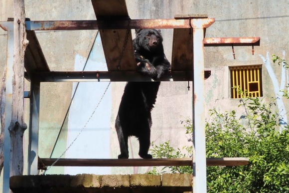 【岩手】温泉街にクマ出没！住民vsクマ攻防一部始終「クマは学習している。ここに物があると」