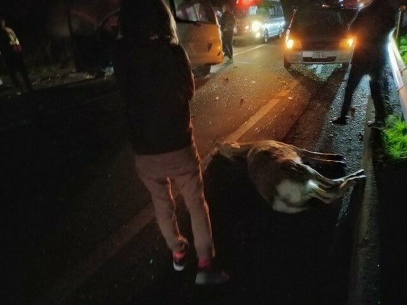 【北海道】乗用車がシカと衝突し、そのはずみでトラックとも衝突　乗用車の2人死亡、トラック運転手も意識不明の重体　シカも死亡