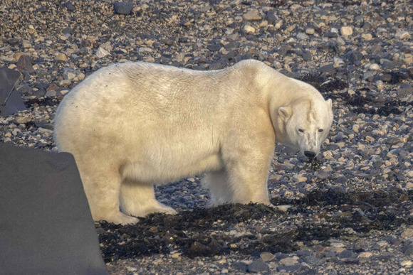 【悲報】ホッキョクグマ激減…気候変動が影響か