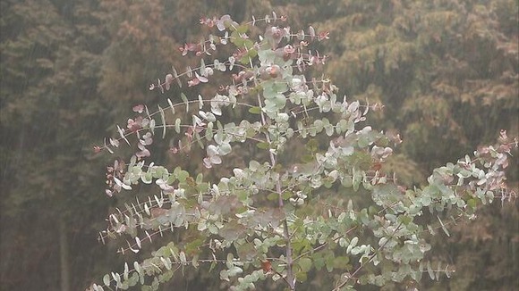 【兵庫】ユーカリ植樹に賛否…佐用町『森林に早く育つユーカリ植えて建材や燃料に』住民『全国で杉やヒノキは失敗』『生態系へ影響は？』