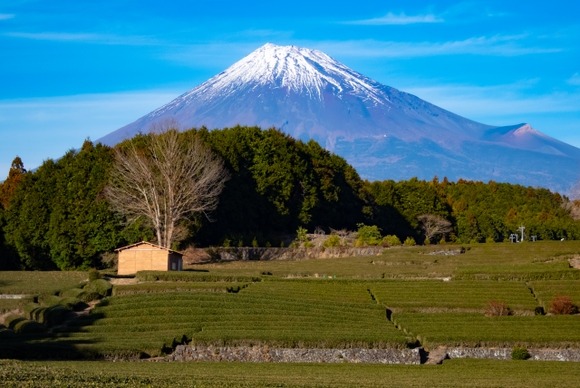 何で日本って山火事がないの？