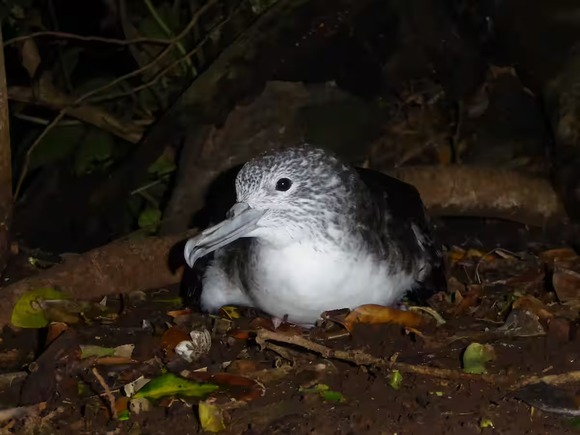 【東京】御蔵島で野生化したネコ、渡り鳥3万5000羽を大量捕食　研究者らが国や都に対応求める
