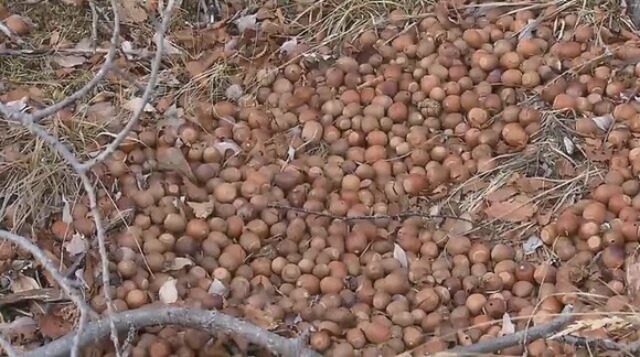専門家「素人か？やったのは。やっちゃいけなかったんだよ」クマへの餌やりに専門家危機感