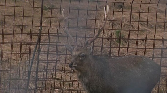 【島根】シカの飼育施設で職員死亡「ライオンのように扱わないといけないという認識はありませんでした」 県が再発防止策を発表