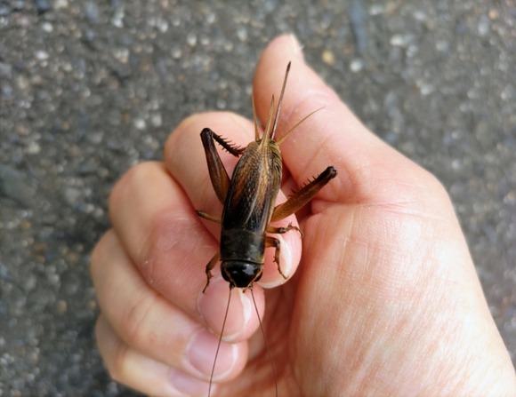 反コオロギの人にも知ってほしい「昆虫食」のリアルな話「昆虫を食べるかどうかは消費者の判断次第」