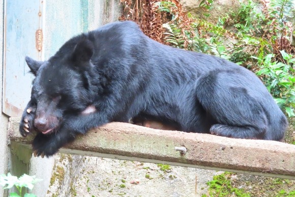 【画像】太った甲斐犬、ほぼクマ