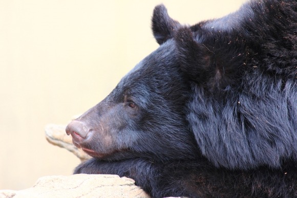 【悲報】森のクマさん、ガチで人間界侵略・・・