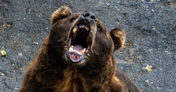 クマを山から街に追い出しているのはシカだった