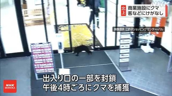 「寒いよぅひもじいよぅ(´；ω；｀)ママどこ？」　子グマさん、ショッピングセンターに駆け込む