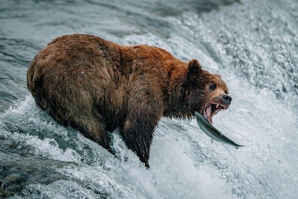 クマに襲われて死ぬって中々ドラマチックで良さそうじゃね？