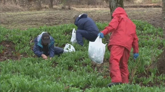 【北海道】ぜったいに遭難しない「ギョウジャニンニク狩り」観光農園が人気！クマにも遭わない