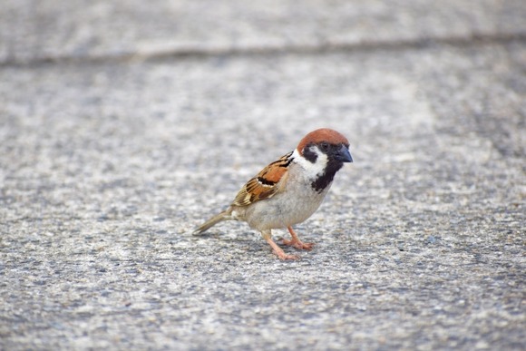なんで最近スズメを見なくなったの？