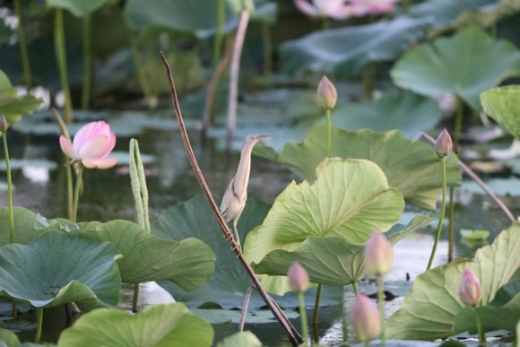 【画像】コラみたいな鳥、発見される