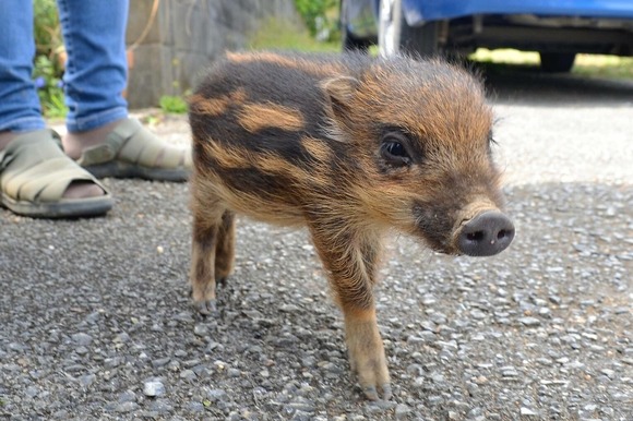 「超かわいい」うり坊トコトコ､一緒に登校　中学生「いいな～」