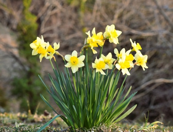 【注意】スイセンの球根をタマネギと間違えカレーを調理→家族3人が食中毒…