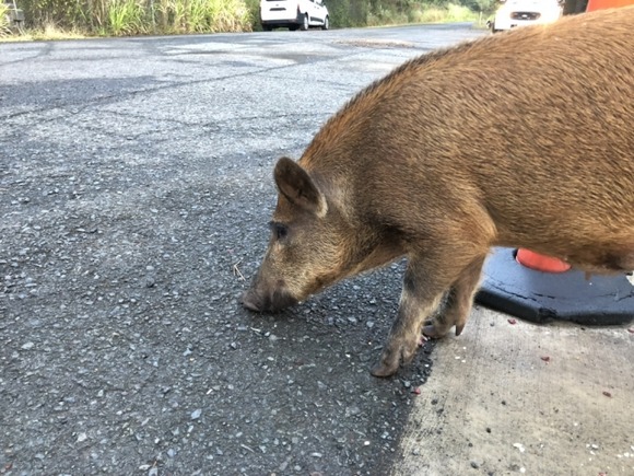 【画像】さっき目の前にイノシシいてワロタｗｗｗｗｗｗｗｗｗｗｗｗｗｗｗ