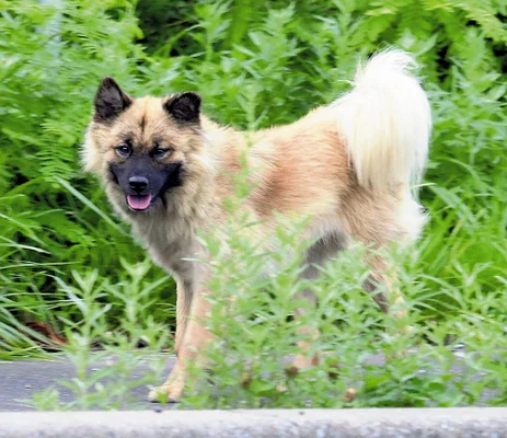 【青森】相次ぐ野犬の目撃、捕獲追いつかず…住民の餌やり原因か