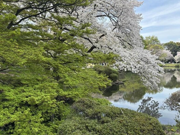【画像】東京の桜、殺人的混雑