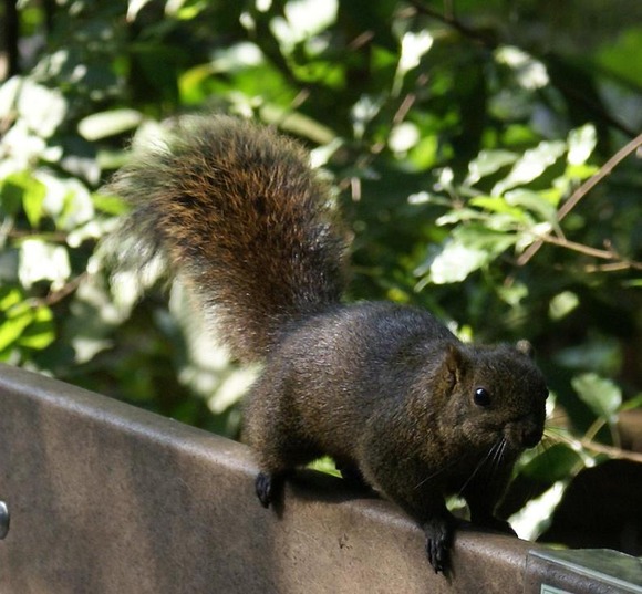 タイワンリスとかいう害獣