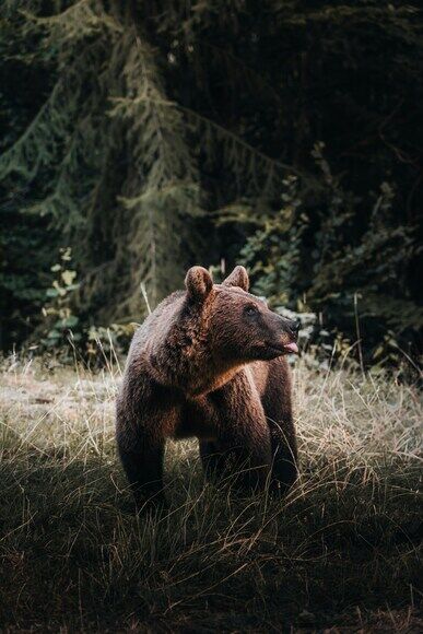 【北海道】牧草地で女性が2頭のヒグマに遭遇…うなり声をあげ近づくクマ…絶体絶命のなか女性は約150m後ずさりして自宅まで無事避難