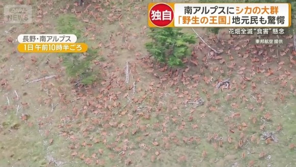 南アルプスにシカの大群　山肌埋め尽くす500頭　地元住民「こんな数は見たことない」　長野