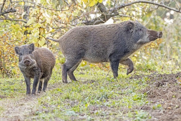 【動画】ベトナム人「日本人はなぜイノシシを捕まえて食べないんですか？」