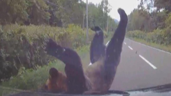 【クマと衝突の瞬間】国道を走行中の乗用車に体長２メートルほどのクマが衝突