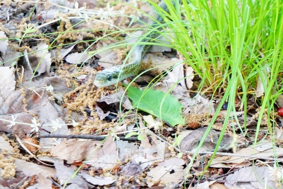 【画像】ヘビに噛まれたんやが・・・