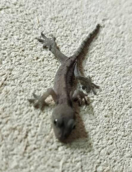 【画像】なんか最近家にヤモリみたいなやつがおるんやが・・・